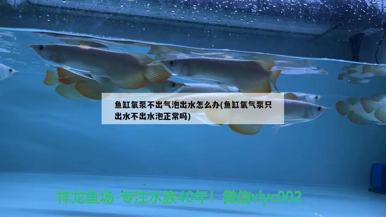 魚缸氧泵不出氣泡出水怎么辦(魚缸氧氣泵只出水不出水泡正常嗎) 帝王血鉆魚