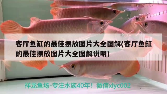 客廳魚缸的最佳擺放圖片大全圖解(客廳魚缸的最佳擺放圖片大全圖解說明) 魟魚百科 第2張