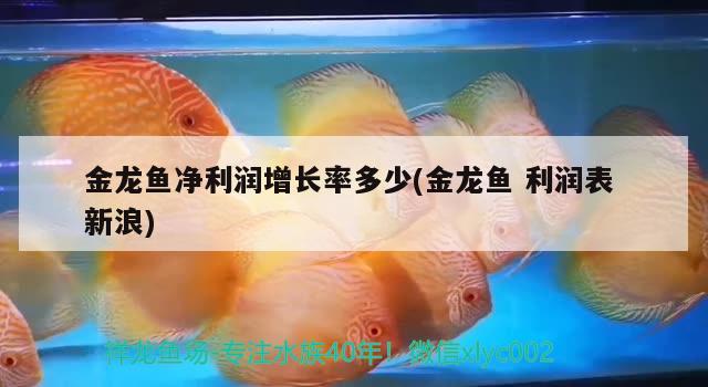 金龍魚凈利潤增長率多少(金龍魚利潤表新浪)