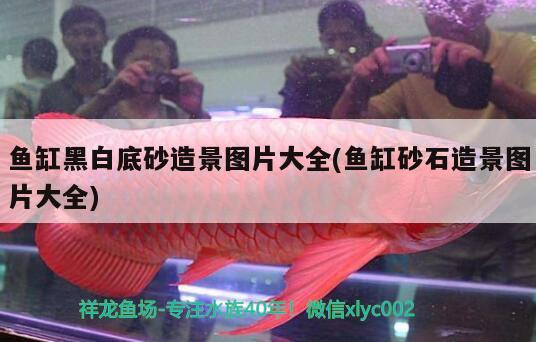 魚缸黑白底砂造景圖片大全(魚缸砂石造景圖片大全) 黃金達摩魚