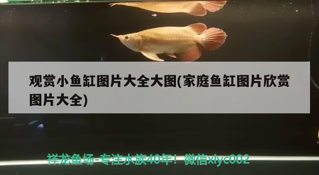 觀賞小魚缸圖片大全大圖(家庭魚缸圖片欣賞圖片大全)