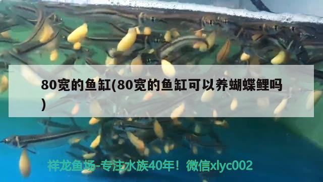 魚缸過濾器材用什么好一點魚缸過濾器材的選擇，魚缸過濾器材用什么好