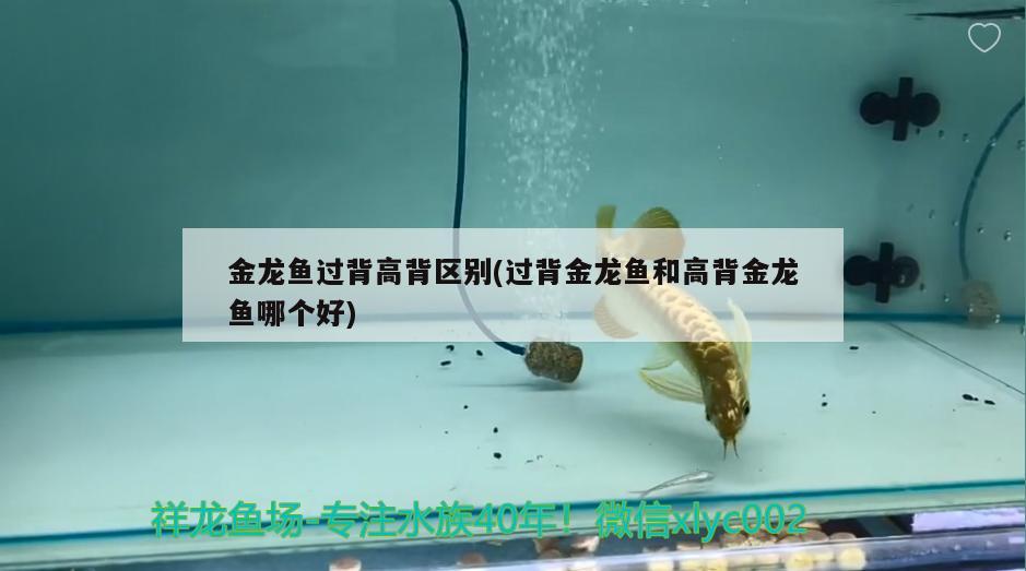 金龍魚過背高背區(qū)別(過背金龍魚和高背金龍魚哪個(gè)好) 高背金龍魚