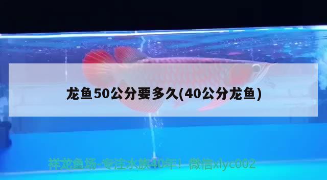 龍魚50公分要多久(40公分龍魚) 鐵甲武士