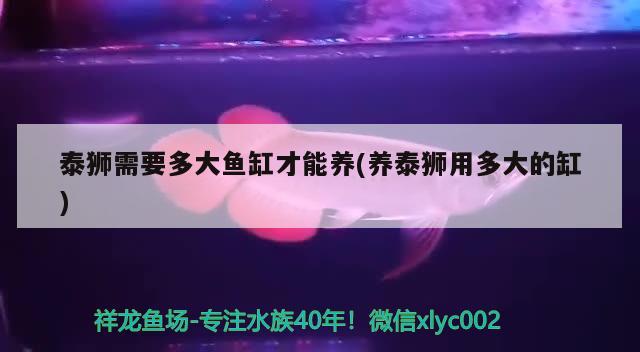 泰獅需要多大魚缸才能養(yǎng)(養(yǎng)泰獅用多大的缸) 金老虎魚