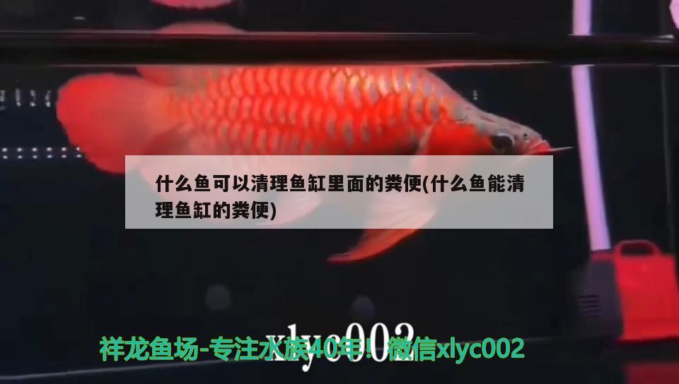 什么魚可以清理魚缸里面的糞便(什么魚能清理魚缸的糞便)