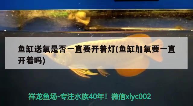 魚缸邊漏水怎么辦（魚缸底部漏水怎么解決） 魚缸百科 第2張