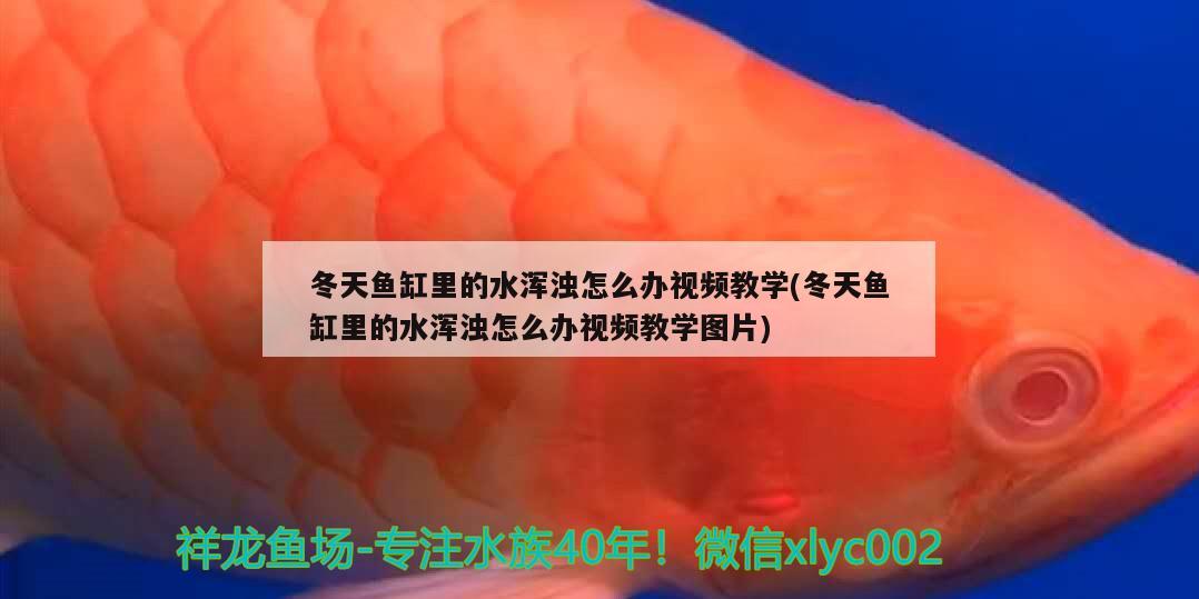 冬天魚缸里的水渾濁怎么辦視頻教學(冬天魚缸里的水渾濁怎么辦視頻教學圖片) 肥料 第2張