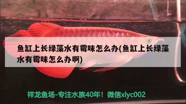 魚缸過濾器材用什么好一點魚缸過濾器材的選擇，魚缸過濾器材用什么好