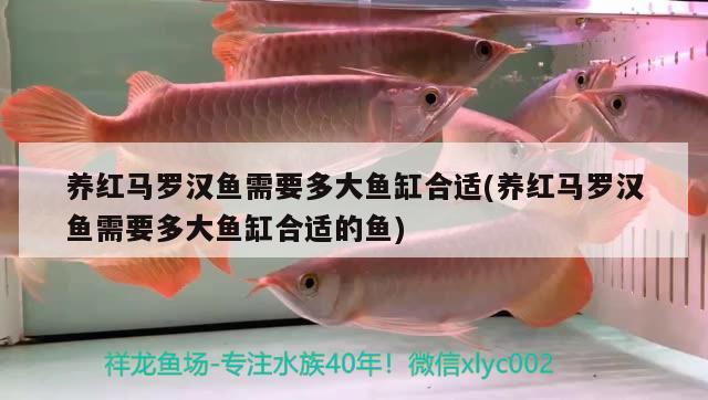 養(yǎng)紅馬羅漢魚需要多大魚缸合適(養(yǎng)紅馬羅漢魚需要多大魚缸合適的魚)