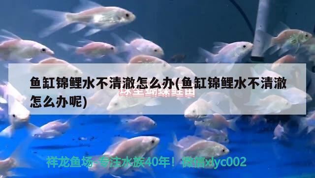 魚缸錦鯉水不清澈怎么辦(魚缸錦鯉水不清澈怎么辦呢)