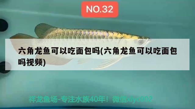 六角龍魚可以吃面包嗎(六角龍魚可以吃面包嗎視頻) 養(yǎng)魚知識