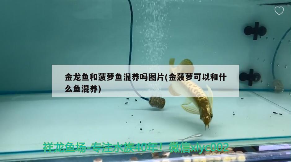 金龍魚和菠蘿魚混養(yǎng)嗎圖片(金菠蘿可以和什么魚混養(yǎng)) 帝王迷宮