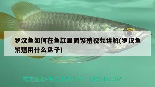 雷龍魚苗可以混養(yǎng)嗎，，雷龍魚苗可以混養(yǎng)嗎