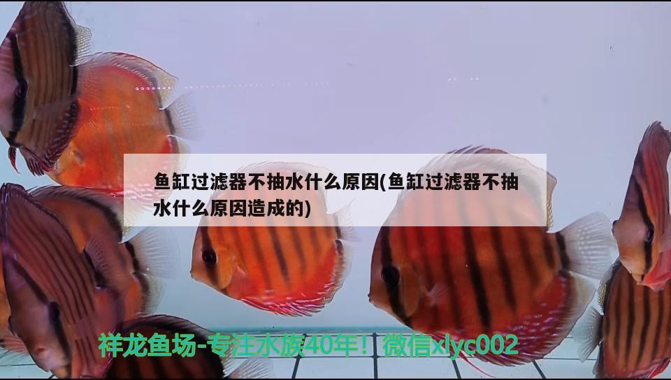 魚缸過濾器不抽水什么原因(魚缸過濾器不抽水什么原因造成的) 魟魚百科