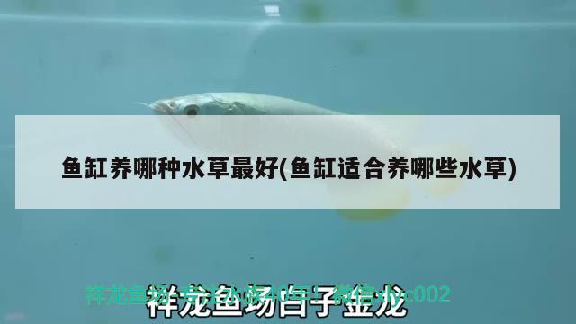 家養(yǎng)娃娃魚(yú)吃什么食物 丹頂錦鯉魚(yú) 第2張