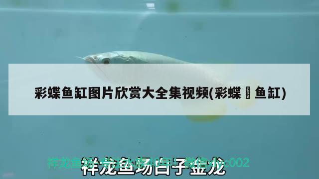 彩蝶魚(yú)缸圖片欣賞大全集視頻(彩蝶魟魚(yú)缸) 其他益生菌