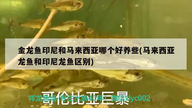 金龍魚印尼和馬來(lái)西亞哪個(gè)好養(yǎng)些(馬來(lái)西亞龍魚和印尼龍魚區(qū)別) 祥龍赫舞紅龍魚