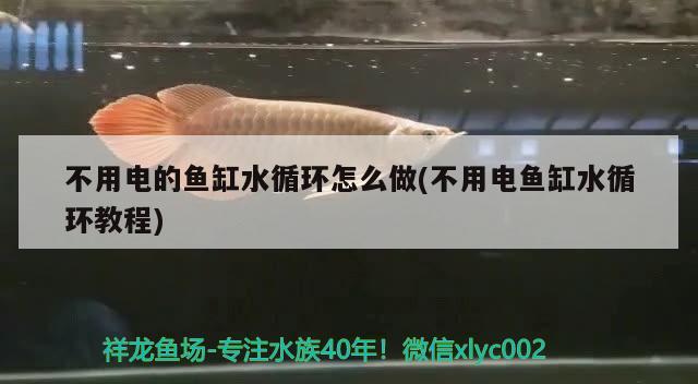 天津魚(yú)缸維修口碑好的店有哪些呢（在天津逛花鳥(niǎo)魚(yú)蟲(chóng)市場(chǎng)，去哪比較好）