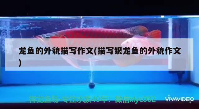 和尚關(guān)刀魚多大起頭，“夜靜水寒魚不食，滿船空載月明歸?！?請問船子和尚為何要釣魚