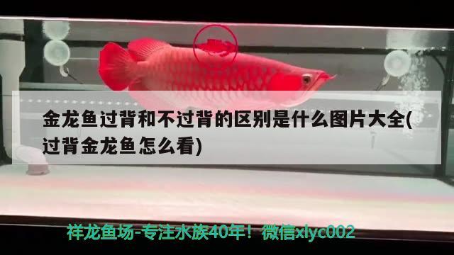 金龍魚過背和不過背的區(qū)別是什么圖片大全(過背金龍魚怎么看)