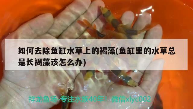 如何去除魚缸水草上的褐藻(魚缸里的水草總是長褐藻該怎么辦) 水草