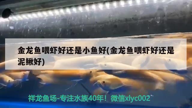 金龍魚喂蝦好還是小魚好(金龍魚喂蝦好還是泥鰍好) 金三間魚