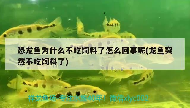 恐龍魚(yú)為什么不吃飼料了怎么回事呢(龍魚(yú)突然不吃飼料了) 帝王迷宮魚(yú)