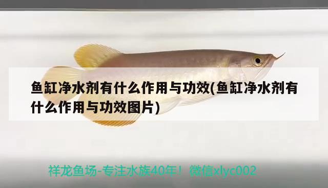 魚缸凈水劑有什么作用與功效(魚缸凈水劑有什么作用與功效圖片) 黑云魚