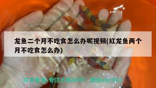 龍魚二個(gè)月不吃食怎么辦呢視頻(紅龍魚兩個(gè)月不吃食怎么辦) 白子關(guān)刀魚苗