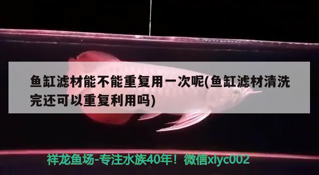 最近魚不吃了怎么回事？ 金龍魚糧 第3張