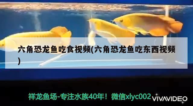 巴西龜肺炎可以曬陽光嗎什么時候可以曬太陽 黑桃A魚苗 第2張