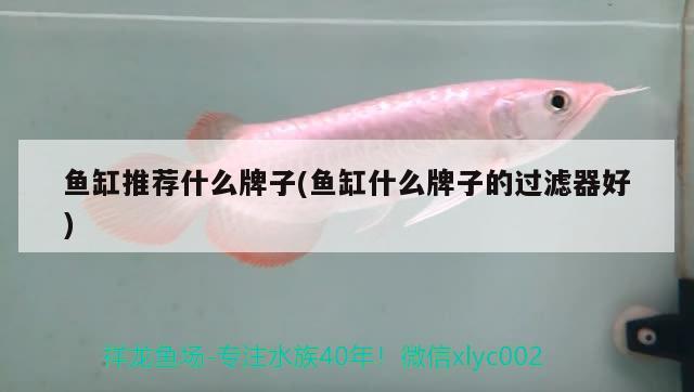 魚缸推薦什么牌子(魚缸什么牌子的過濾器好) 白寫錦鯉魚