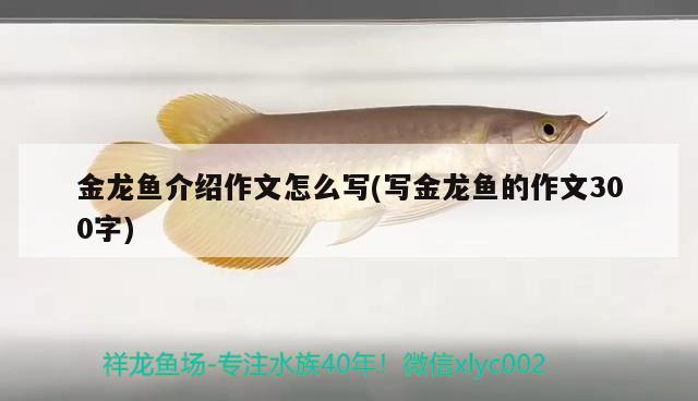 金龍魚介紹作文怎么寫(寫金龍魚的作文300字)