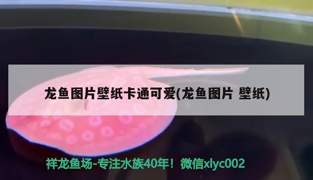 龍魚(yú)圖片壁紙卡通可愛(ài)(龍魚(yú)圖片壁紙) 觀賞魚(yú)水族批發(fā)市場(chǎng)