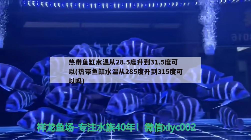 熱帶魚缸水溫從28.5度升到31.5度可以(熱帶魚缸水溫從285度升到315度可以嗎) 黃鰭鯧魚