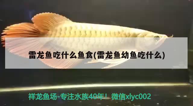 雷龍魚吃什么魚食(雷龍魚幼魚吃什么) 白子銀龍魚苗 第1張