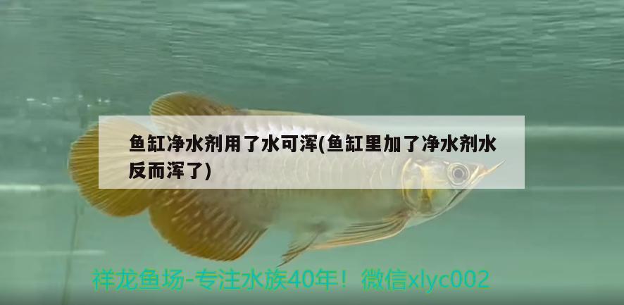 魚(yú)缸凈水劑用了水可渾(魚(yú)缸里加了凈水劑水反而渾了) 紅頭利魚(yú)