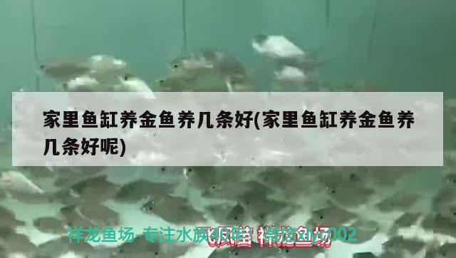 家里魚缸養(yǎng)金魚養(yǎng)幾條好(家里魚缸養(yǎng)金魚養(yǎng)幾條好呢)