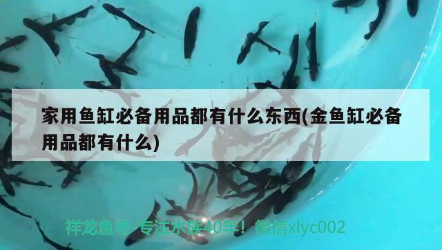 珍珠虎趴缸呼吸急促（蘭壽趴缸呼吸急促） 國產(chǎn)元寶鳳凰魚 第3張