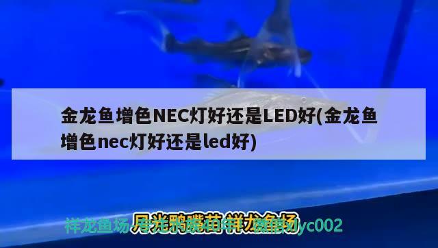 金龍魚增色NEC燈好還是LED好(金龍魚增色nec燈好還是led好) 斯維尼關(guān)刀魚