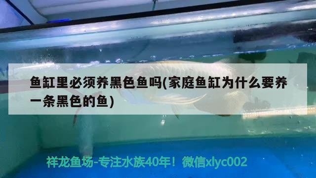 CTA南美水族cta南美水族論壇（cta南美水族論壇逃僧衣舊）(cta南美水族論壇) 白子銀版魚(yú) 第3張