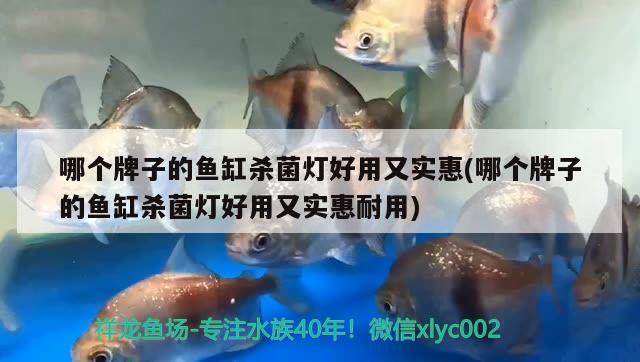 哪個牌子的魚缸殺菌燈好用又實惠(哪個牌子的魚缸殺菌燈好用又實惠耐用) 紅尾平克魚