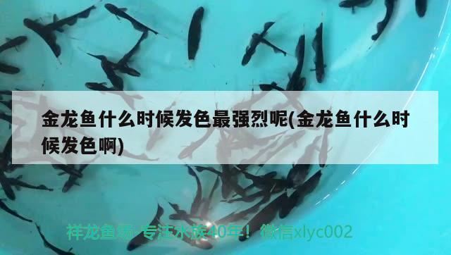 金龍魚什么時候發(fā)色最強烈呢(金龍魚什么時候發(fā)色啊) 球鯊魚