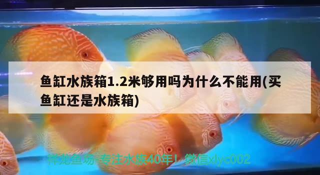 魚缸水族箱1.2米夠用嗎為什么不能用(買魚缸還是水族箱) 魚缸/水族箱