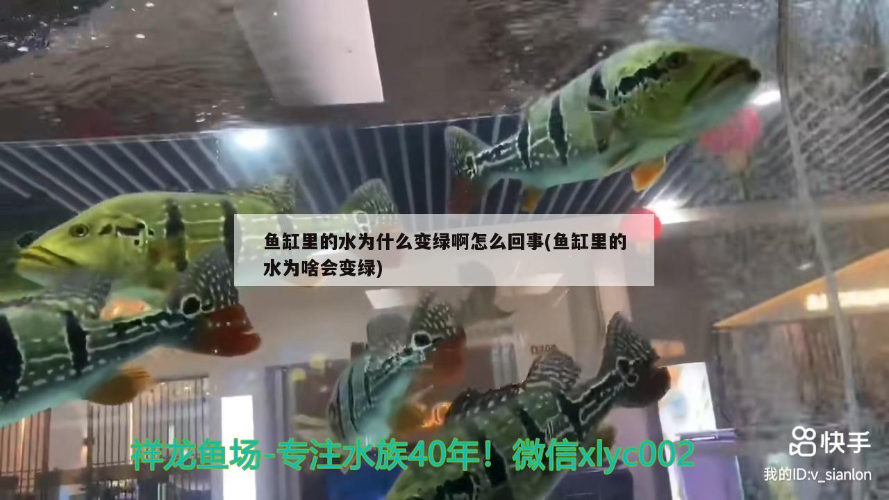 魚缸里的水為什么變綠啊怎么回事(魚缸里的水為啥會(huì)變綠)