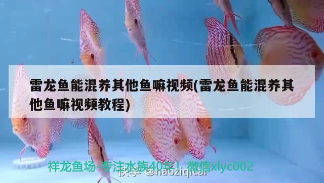 雷龍魚能混養(yǎng)其他魚嘛視頻(雷龍魚能混養(yǎng)其他魚嘛視頻教程)