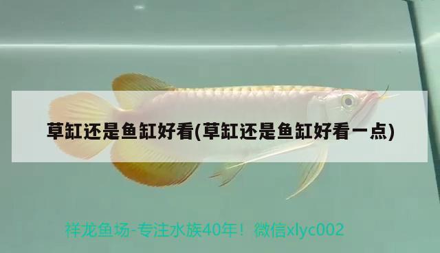 草缸還是魚缸好看(草缸還是魚缸好看一點) 紅龍福龍魚