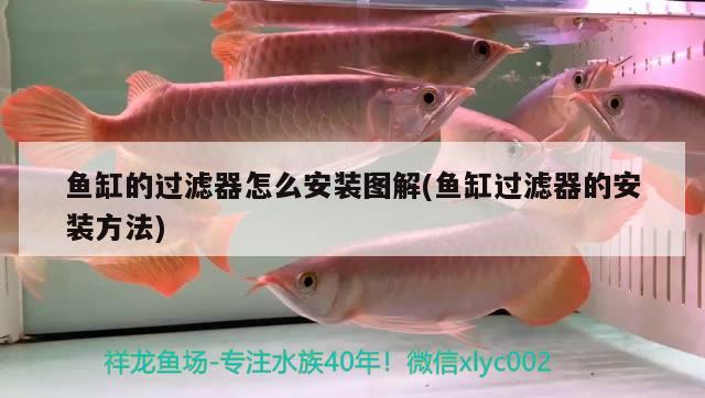 魚缸的過濾器怎么安裝圖解(魚缸過濾器的安裝方法) 沖氧泵