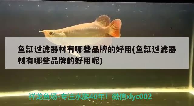 魚(yú)缸過(guò)濾器材有哪些品牌的好用(魚(yú)缸過(guò)濾器材有哪些品牌的好用呢) 藍(lán)帆三間魚(yú)